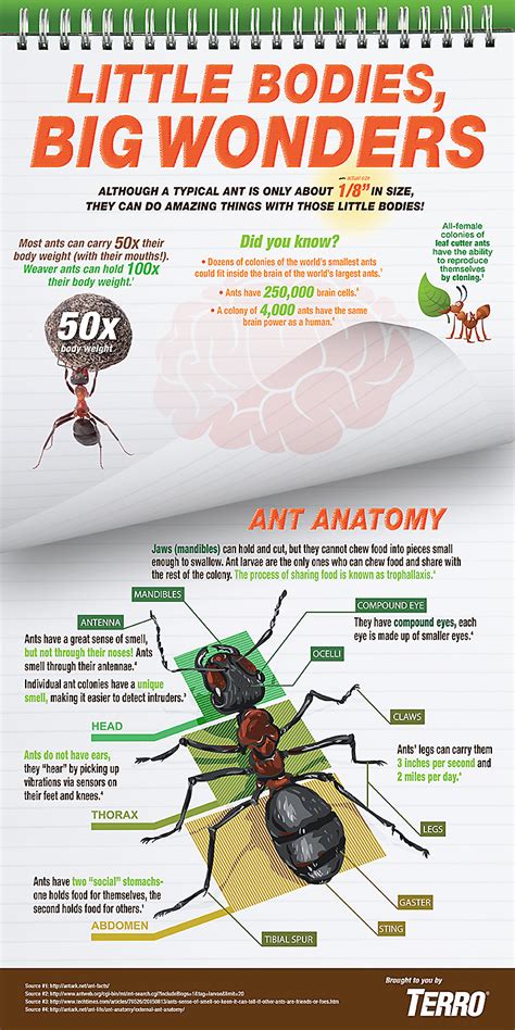 Facts About Ants Infographic