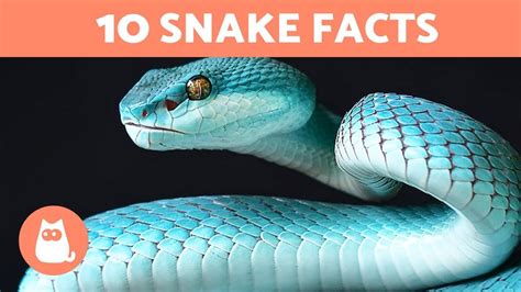 Facts About Snakes Snake Facts Animal Facts Reptiles Vrogue Co