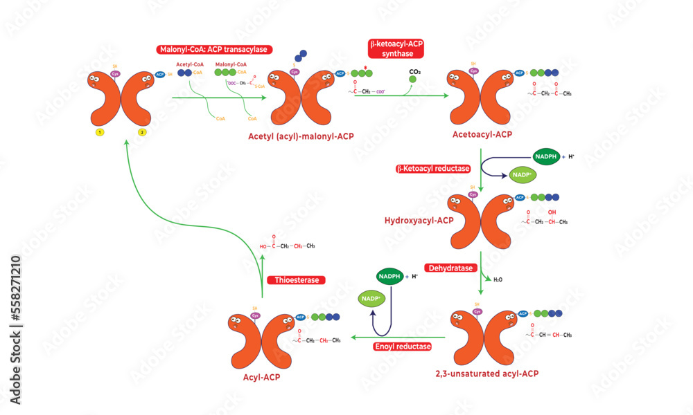 Fatty Acid Synthesis Location Pathway Steps Diagram