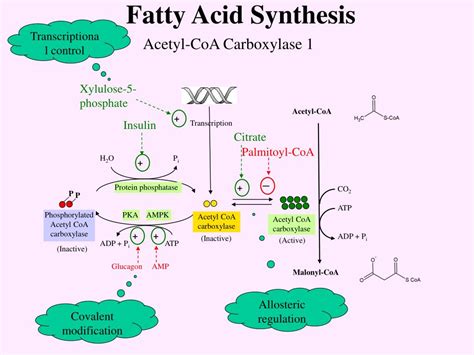 Fatty Acid Synthesis Explained