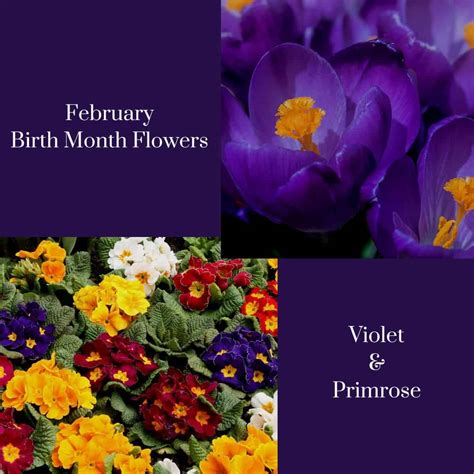 February Birth Flowers Primrose And Violet The Old Farmer S Almanac