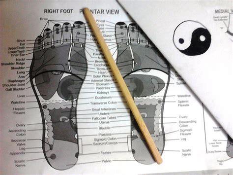 Feet Height Chart Informacionpublica Svet Gob Gt