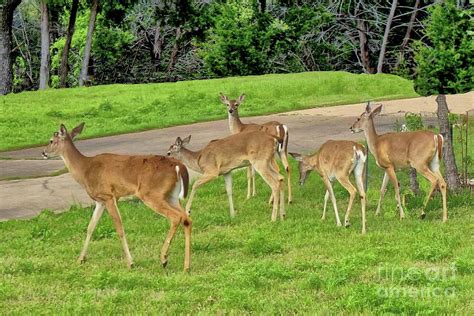 Five White Tail Deer Grazing Photograph By Janette Boyd Pixels
