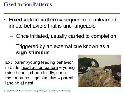 Fixed Action Pattern Ppt