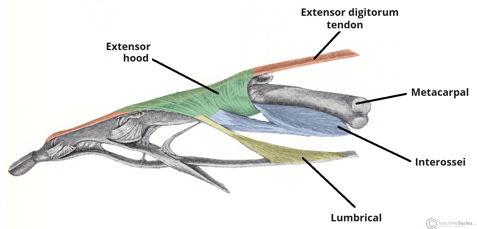 Flexor And Extensor Tendons In Fingers Anatomy Insertion Of Central