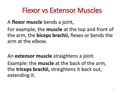5 Flexor vs Extensor Tips