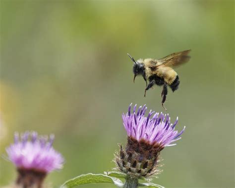 Flight to the Bumblebee
