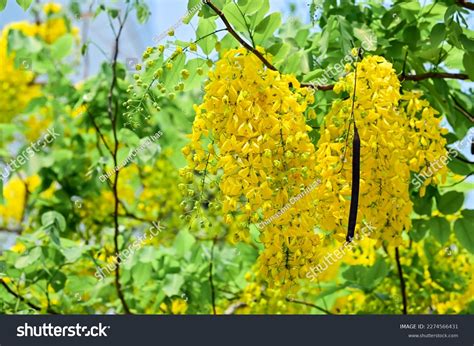 Flowering Trees Of Thailand Golden Shower Tree Tim S Thailand