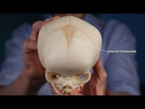 Fontanelle Anatomy Youtube