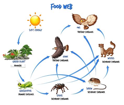 Food Chain And Web Ecology
