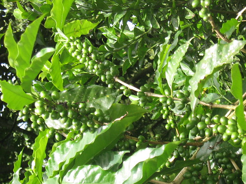 Food Chain Food Web Vocabulary Diagram Quizlet