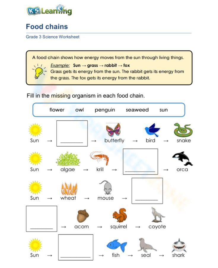 Food Chains Science Alert