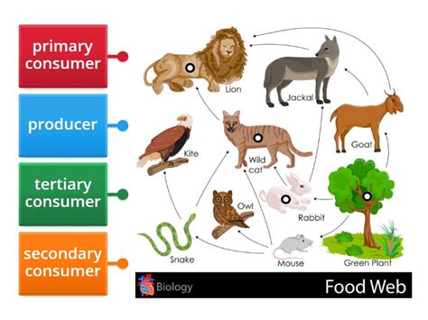 Food Web Producers Primary Secondary And Tertiary Consumers