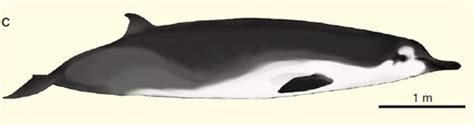 For 150 Years No One Had Seen A Full Spade Toothed Whale Then Two