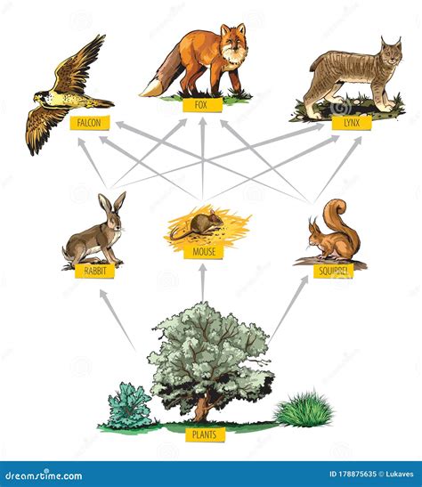 Forest Food Web Examples