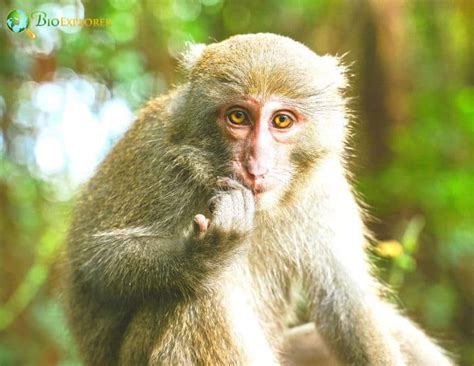 Formosan Rock Macaque Characteristics Macaca Cyclopis Diet Facts