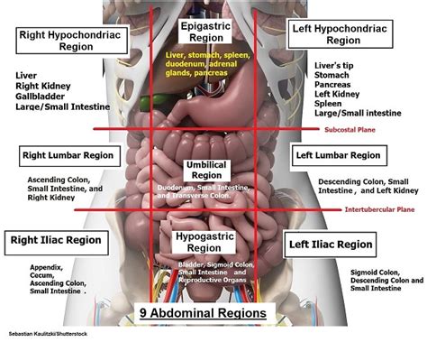 Four Abdominal Quadrants And Nine Abdominal Regions Anatomy 41 Off