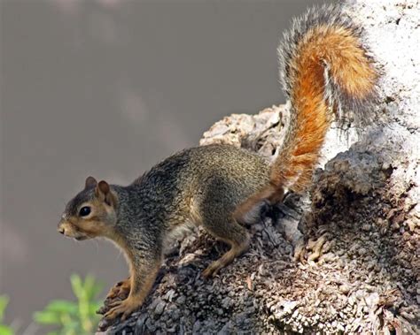 Fox Squirrel Facts Habitat Diet Life Cycle Pictures