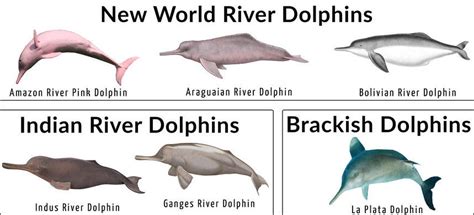 Freshwater River Dolphins Characteristics Behavior Communication