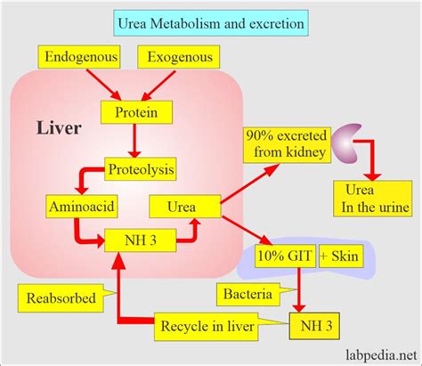 Frontiers Association Between The Blood Urea Nitrogen To Creatinine