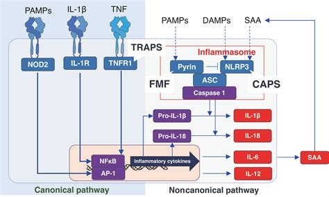 Frontiers Naltrexone Inhibits Il 6 And Tnf Production In Human