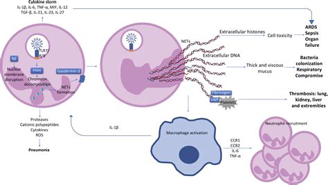 Frontiers Neutrophils In Covid 19