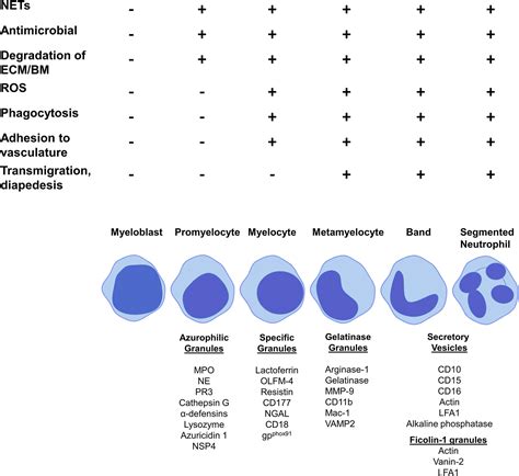 Frontiers Neutrophils Need For Standardized Nomenclature