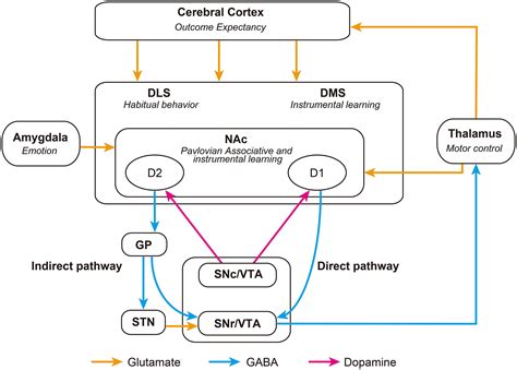 Frontiers Striatal Direct And Indirect Pathways Control Decision