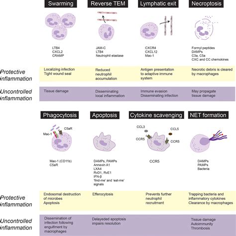 Frontiers Targeting Neutrophils For Promoting The Resolution Of