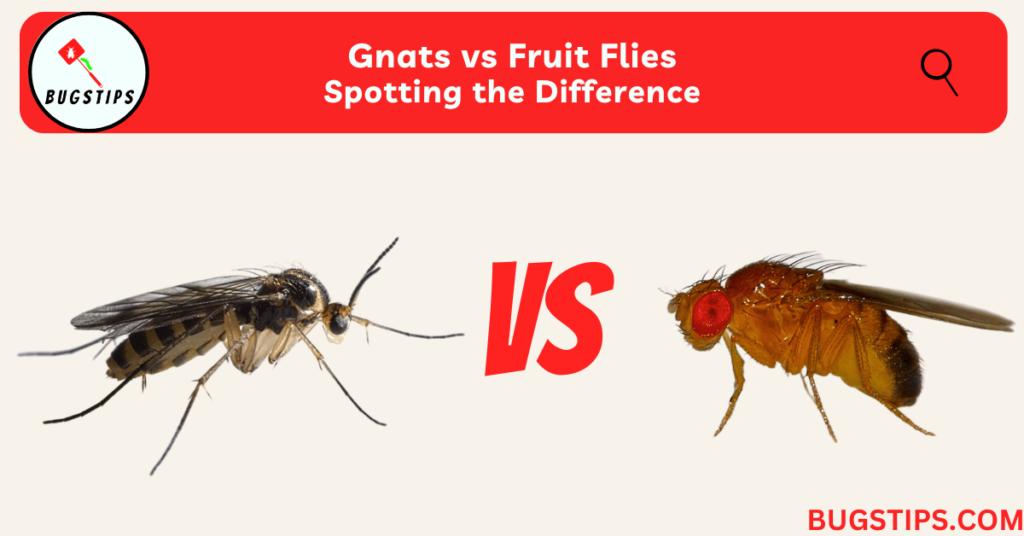 5 Ways Fruit Flies