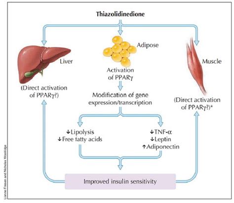 Full Article Are Thiazolidinediones A Preferred Drug Treatment For