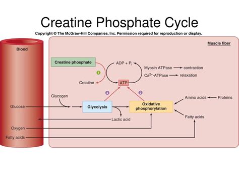Function Of Creatine Phosphate Approaches To Maximize The Advantages
