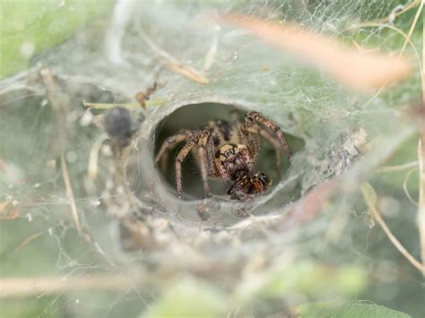 5 Funnel Weaver Spider Facts