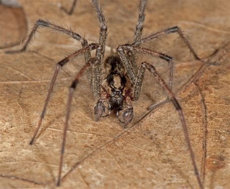 Funnel Weavers Family Agelenidae Spidersrule