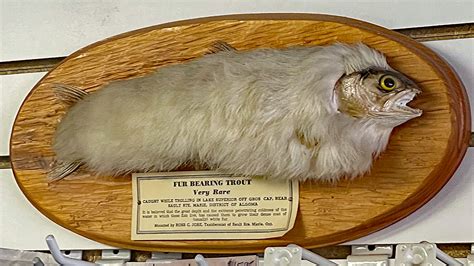 Fur Bearing Trout Facts