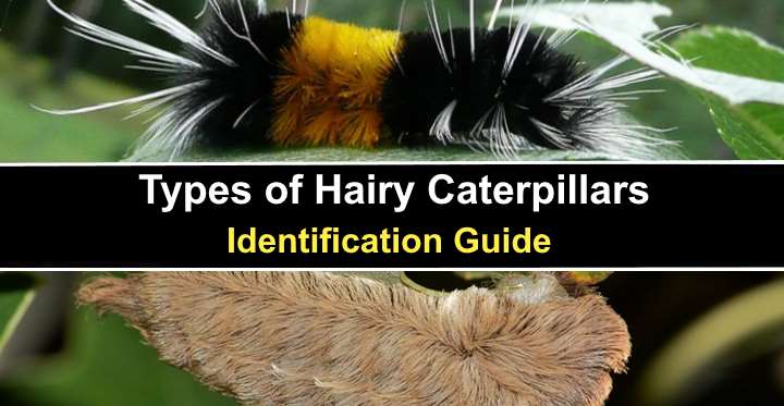 Furry Caterpillars An Identification Guide Owlcation
