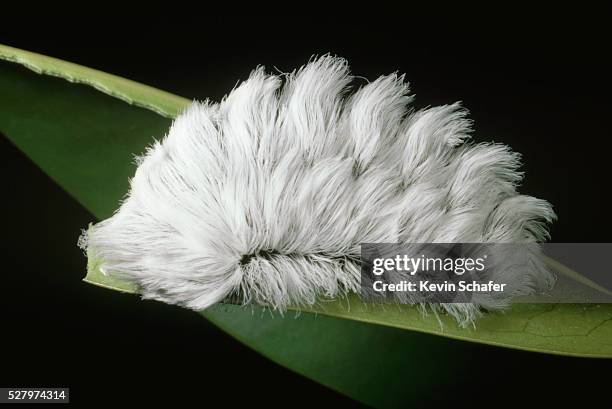 Fuzzy White Caterpillar Facts