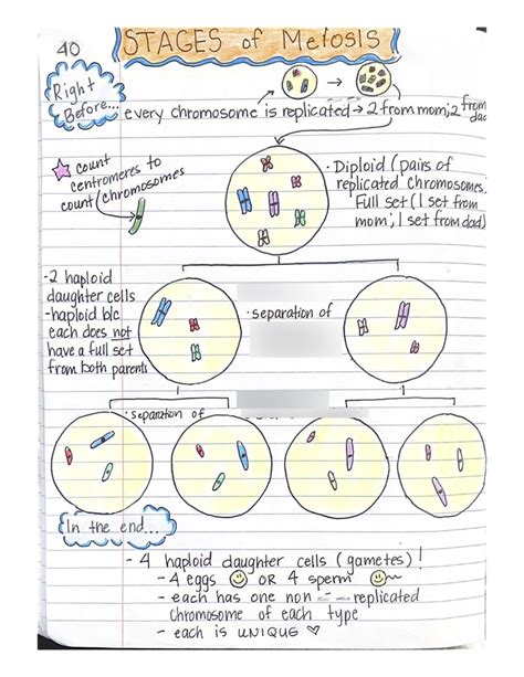 G The Main Stages Of Meiosis Flashcards Quizlet