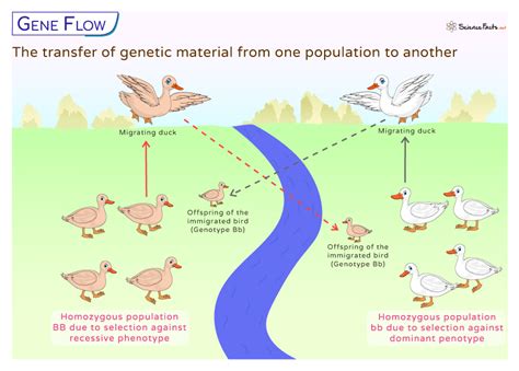 Gene Flow Example Explained