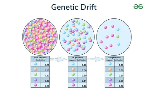 Genetic Drift Geeksforgeeks