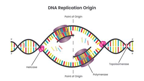 Genetics Chapter Five Dna Rna Dna Replication Initiation