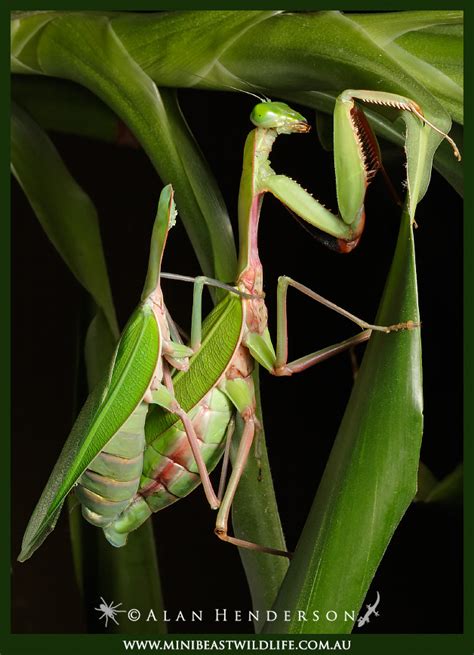 Giant Praying Mantid