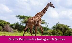 Giraffe Moments On Instagram Are Very Social Animals And Roam Around