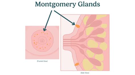 Glands Of Montgomery