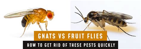 Gnats Vs Fruit Flies How To Get Rid Of These Pests Quickly Trash
