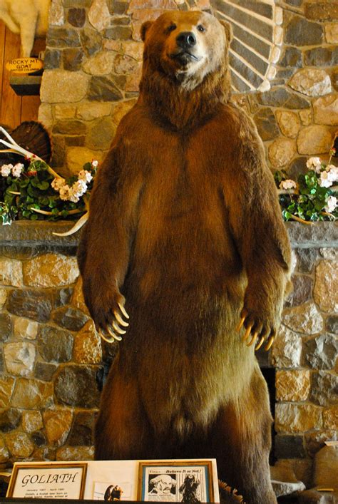 Goliath The World S Largest Grizzly Bear He Was An Enormous 12