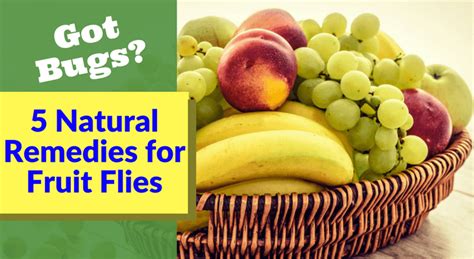 Got Bugs 5 Natural Remedies For Fruit Flies Wellness Guide
