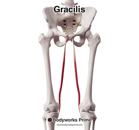Gracilis Muscle Diagram
