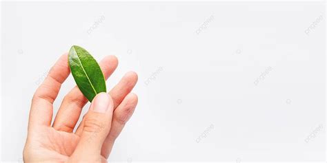 Green Leaf Held In Womans Palm Signifies Nature And Growth Photo