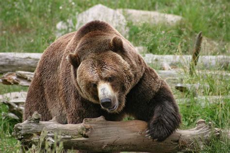 Grizzly Bear Average Weight